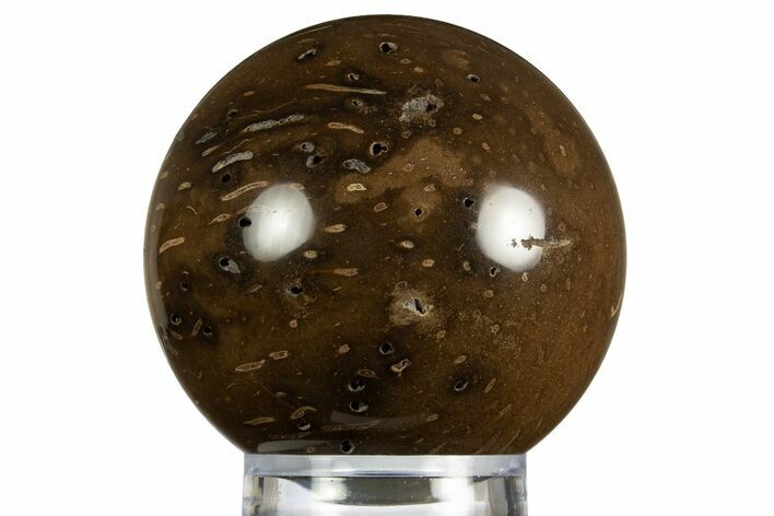 Polished Petrified Palmwood (Palmoxylon) Sphere - Myanmar #330199